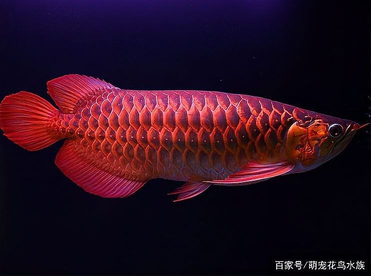 龍魚掉眼什么樣圖片