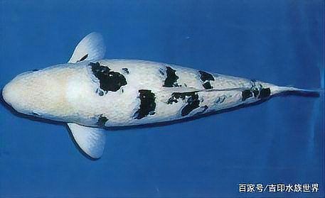 錦鯉多大能看出花色