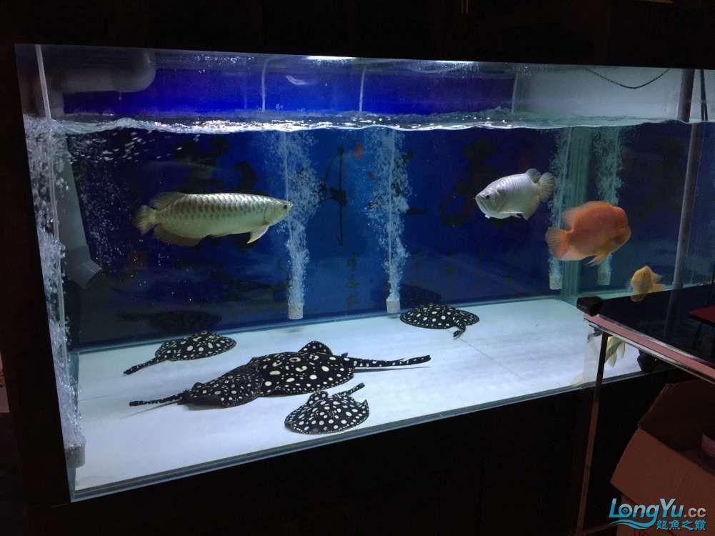 龍魚為什么躲在角落（龍魚為什么會(huì)躲在角落里？）