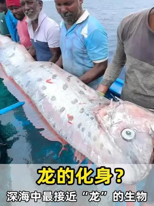 深海龍魚的圖片