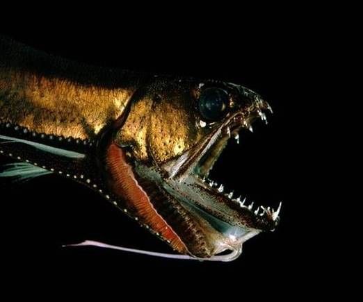 深海龍魚的圖片