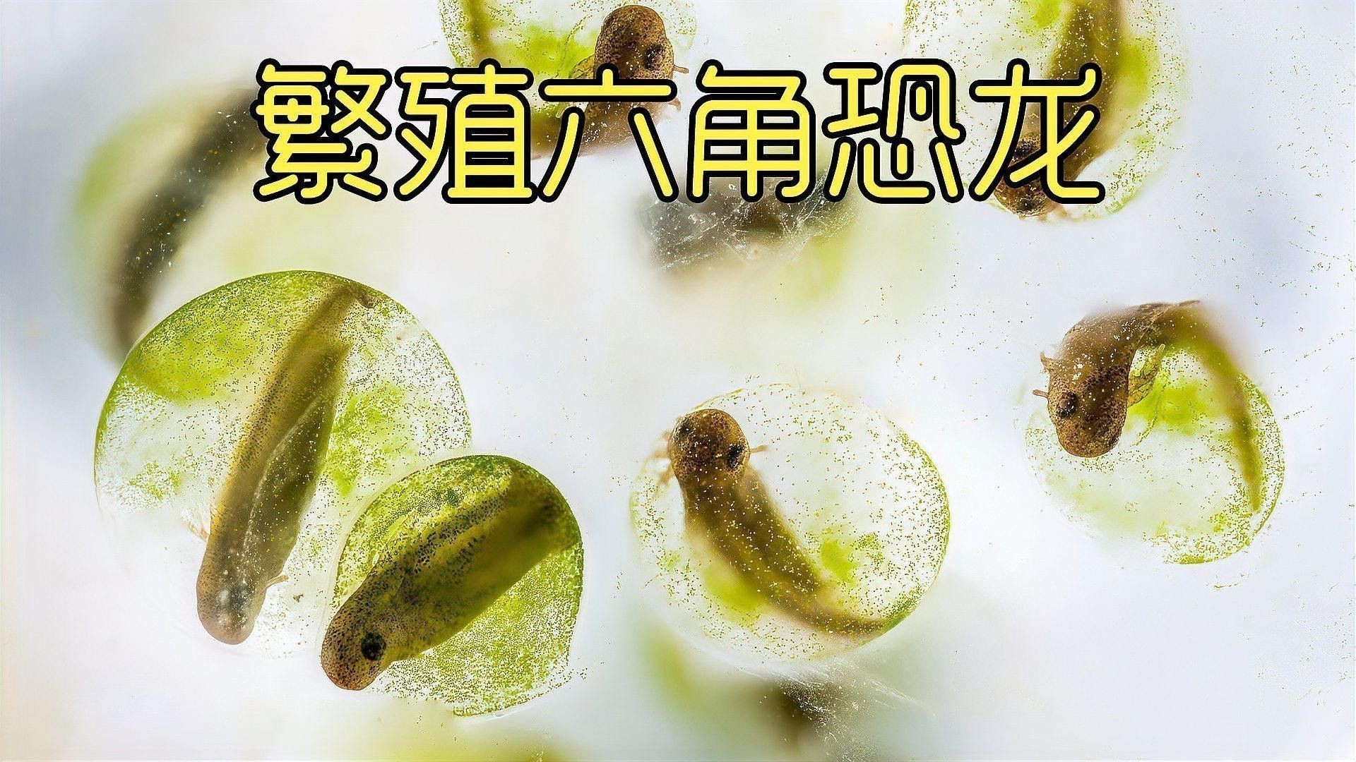 虎斑恐龍魚繁殖方法視頻教程大全