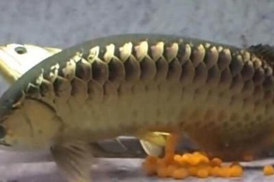 金龍魚一次喂幾條小魚：金龍魚一次喂幾條小魚取決于成年金龍魚的年齡和飼養者的觀察