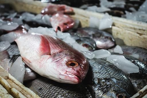 雷龍魚鰭充血的6個征兆