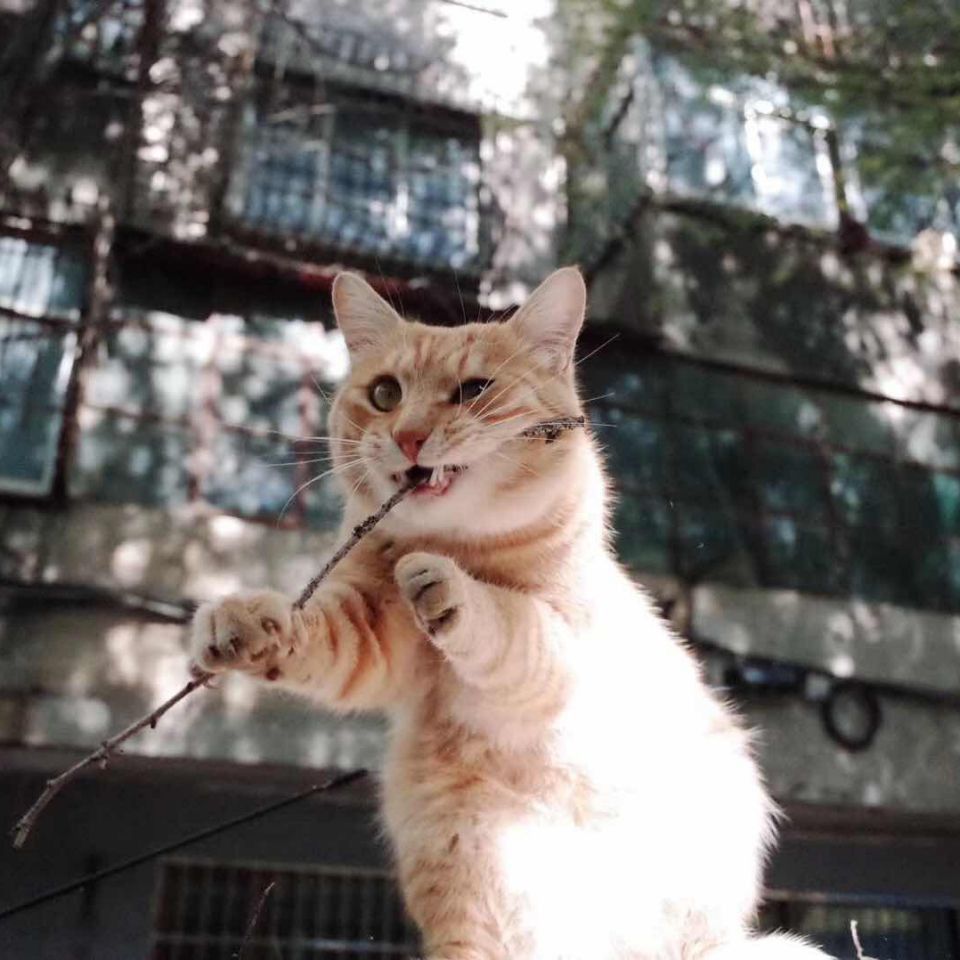 龍魚爛尾治療方法