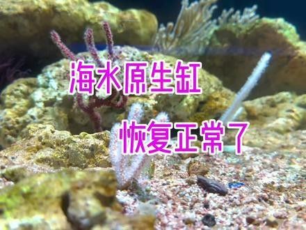 龍魚缸改海水缸怎么改