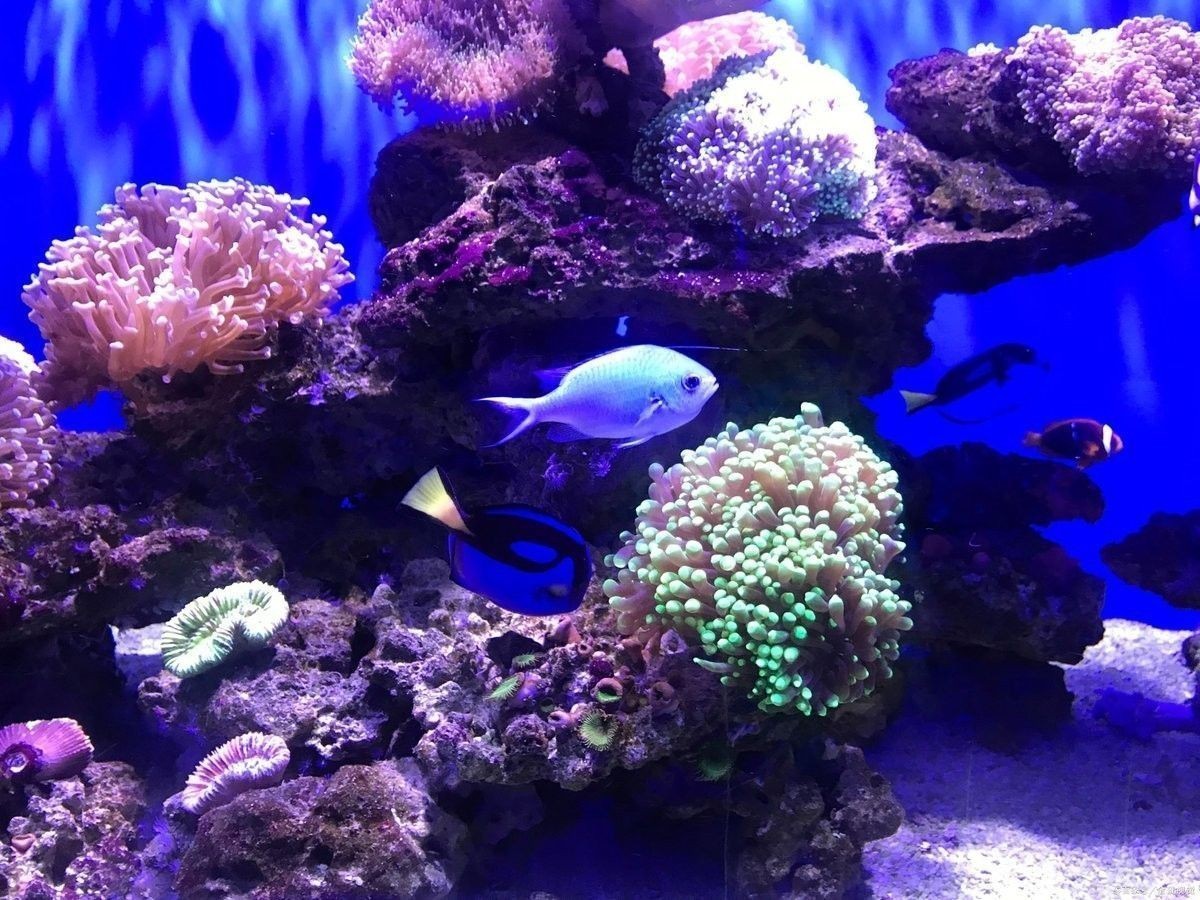 龍魚缸改海水缸怎么改