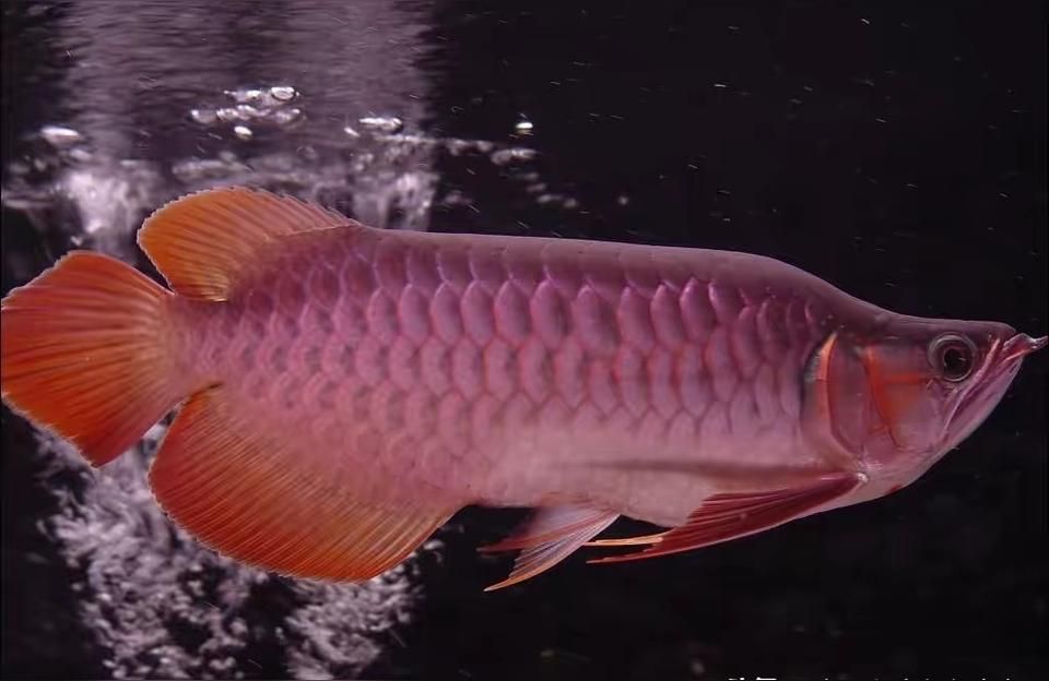 石家莊龍魚魚苗批發:石家莊哪里賣觀賞魚呢