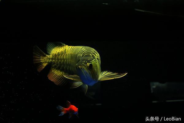 龍魚趴缸不動能自愈嗎？