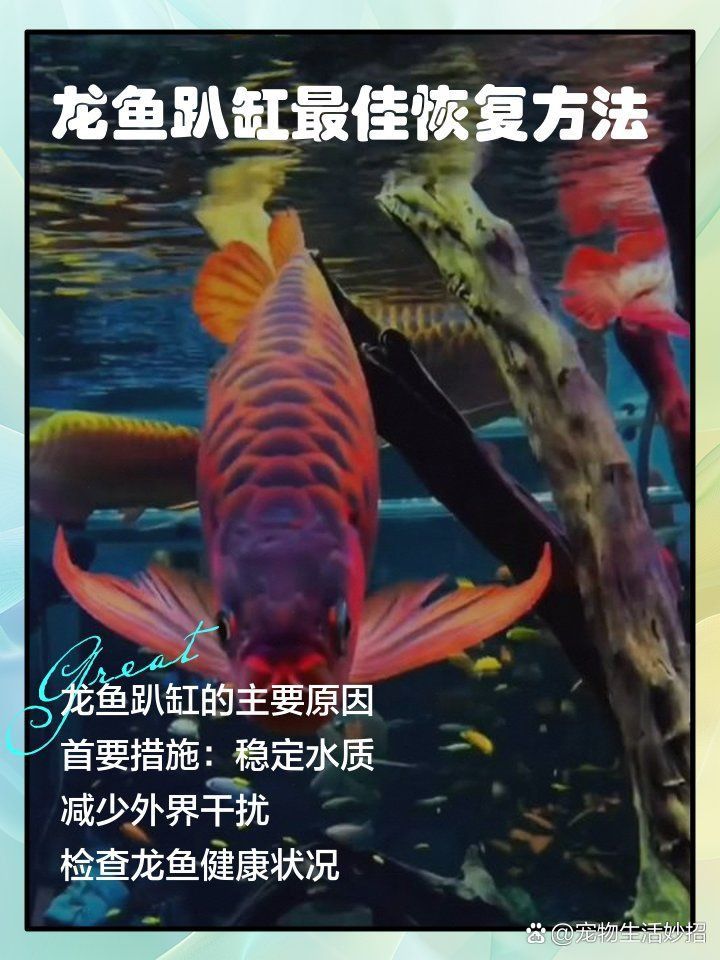 龍魚趴缸不動能自愈嗎？