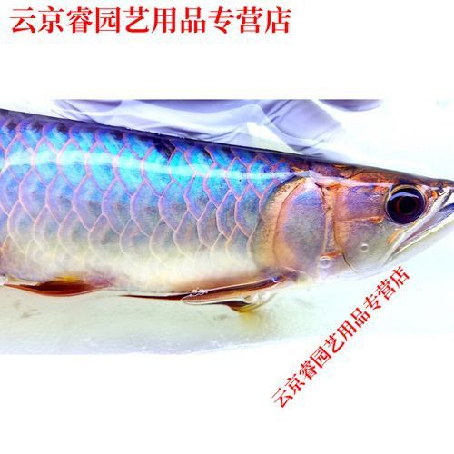藍色的龍魚觀賞魚圖片高清壁紙