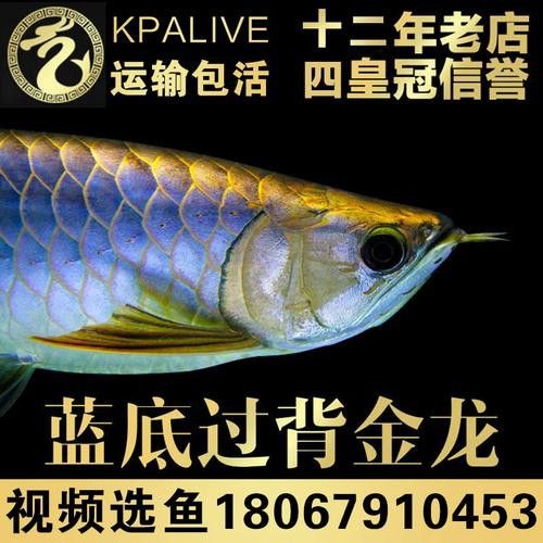 藍色的龍魚觀賞魚圖片高清壁紙