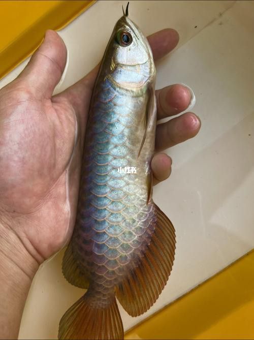 藍色的龍魚觀賞魚圖片高清壁紙