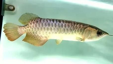 藍色的龍魚觀賞魚圖片高清壁紙