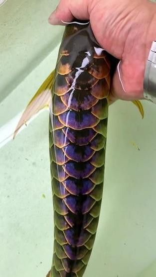 藍色的龍魚觀賞魚圖片高清壁紙