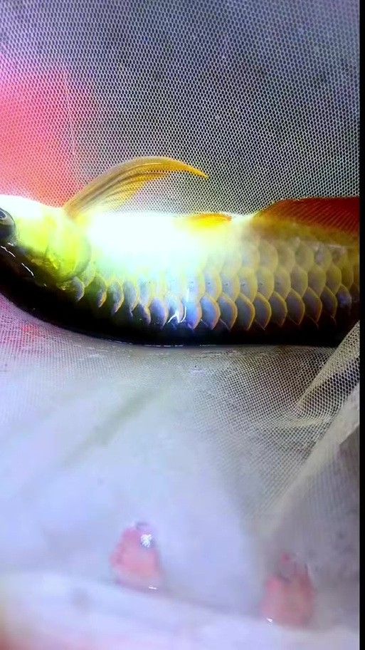 藍色的龍魚觀賞魚圖片高清壁紙