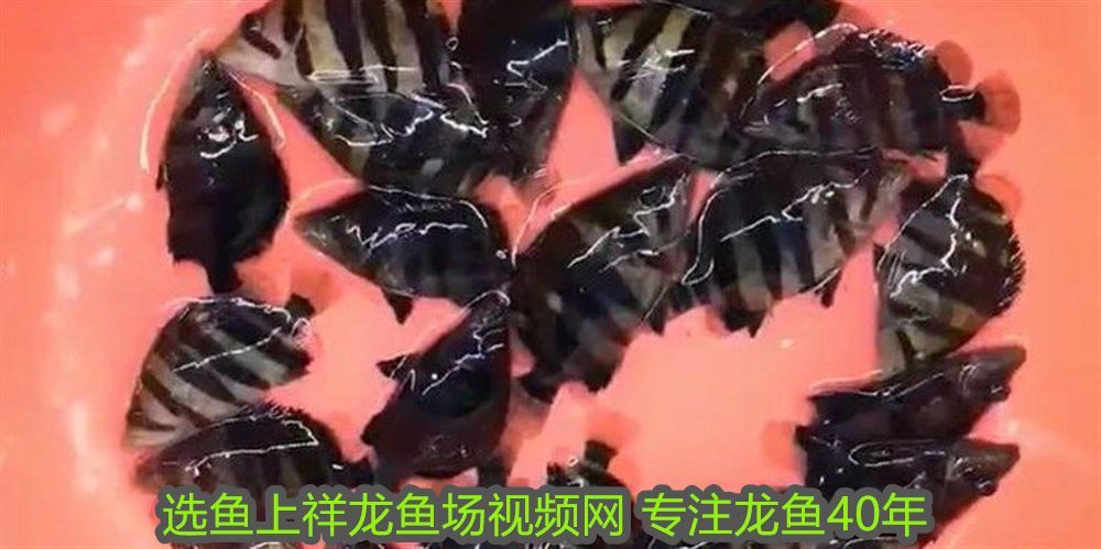 金龍魚老是趴在缸底怎么辦呢：金龍魚老是趴在缸底怎么辦？原因分析與解決方案