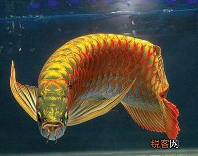 金龍魚怎么區分過背和過背：金龍魚怎么區分過背和過背和高背金龍魚的主要方法