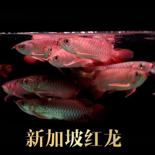 金龍紅龍魚可以混養嗎圖片大全