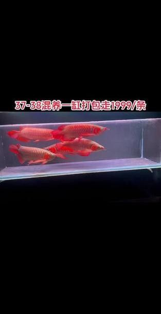 金龍紅龍魚可以混養嗎圖片大全