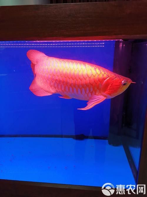 金龍紅龍魚可以混養嗎圖片大全