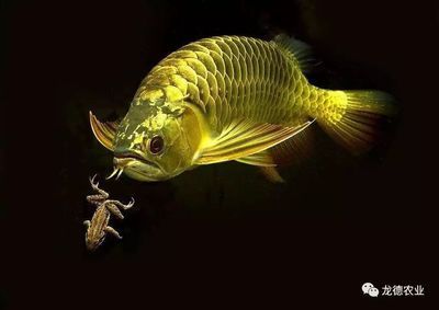龍魚吃蟑螂長得快：龍魚可以通過吃蟑螂來快速生長嗎？