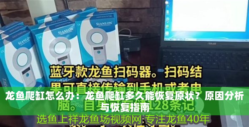 龍魚爬缸怎么辦：龍魚爬缸多久能恢復原狀？原因分析與恢復指南