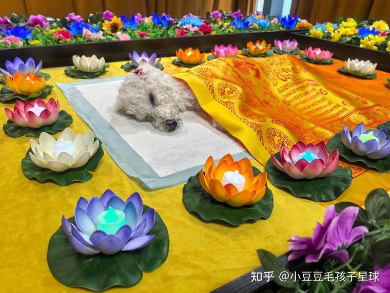 哪些機(jī)構(gòu)可以處理龍魚尸體？ 哪些機(jī)構(gòu)可以處理龍魚尸體？ 龍魚百科 第2張