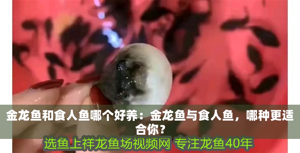 金龍魚和食人魚哪個好養(yǎng)：金龍魚與食人魚，哪種更適合你？
