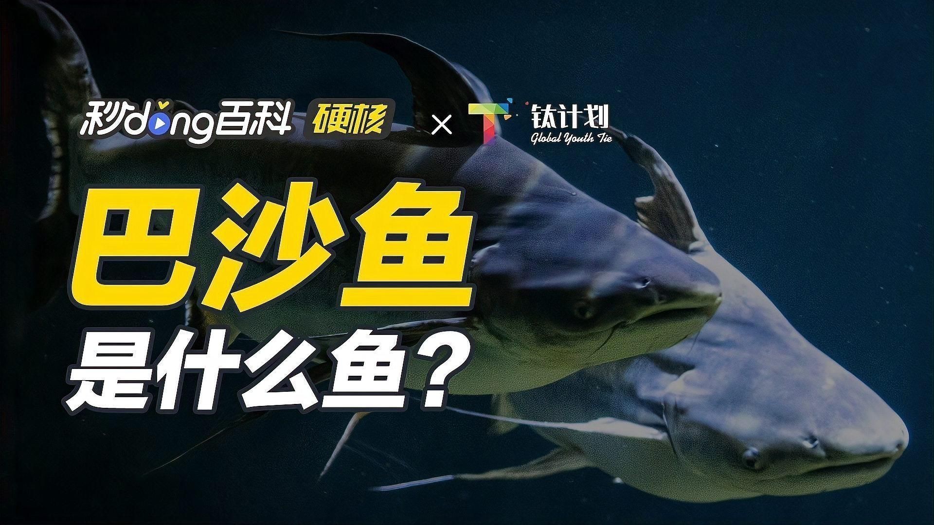 龍利魚和巴沙魚的區(qū)別