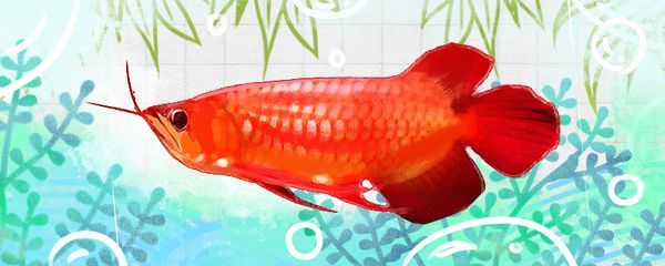 紅龍魚(yú)哪里的好養(yǎng)又便宜（紅龍魚(yú)好養(yǎng)嗎紅龍魚(yú)怎么養(yǎng)最好360問(wèn)答）