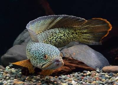 龍魚和黑魚哪個厲害些
