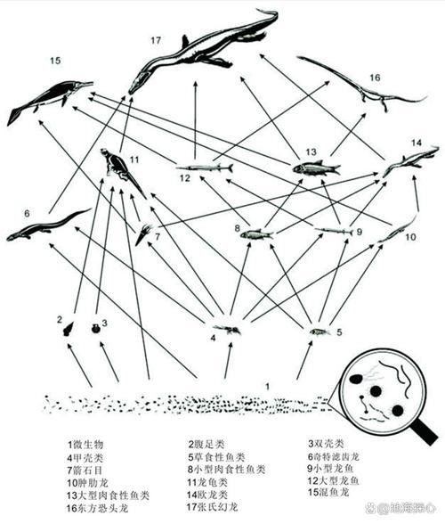 云南龍魚的特點介紹