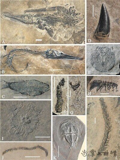 云南龍魚的特點介紹