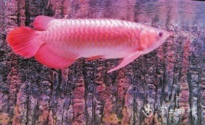 云南龍魚的特點介紹