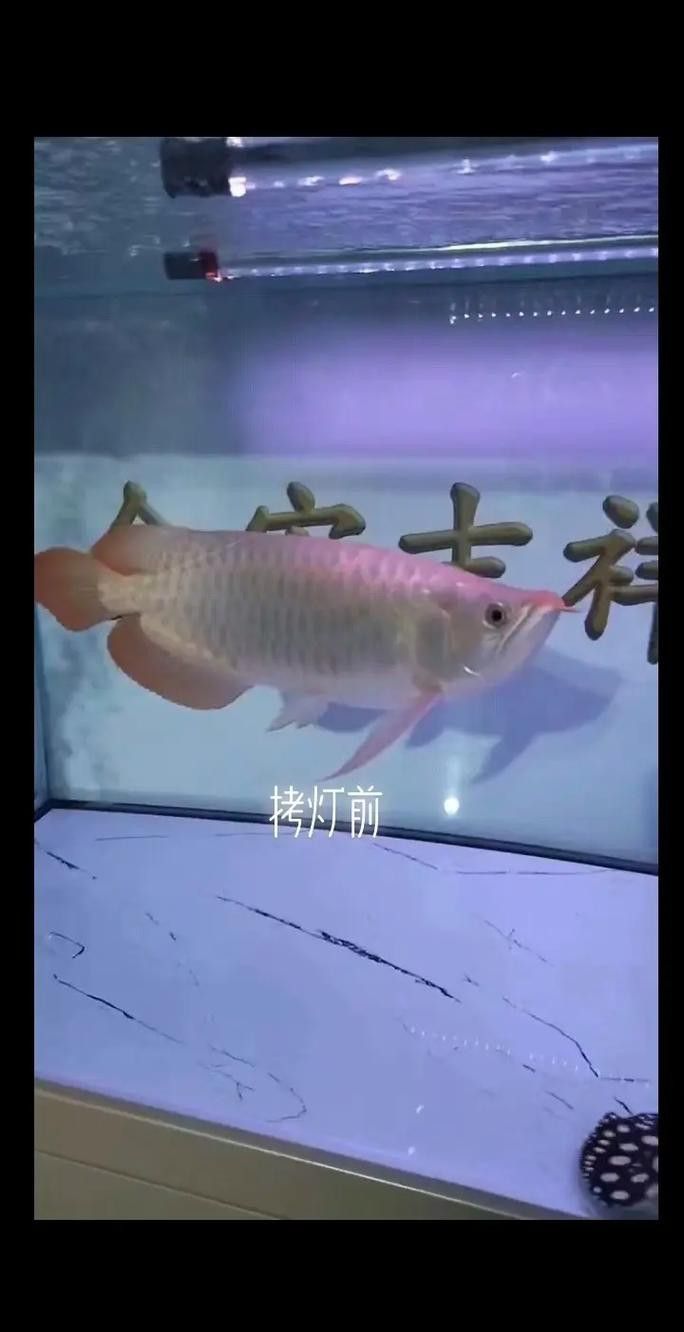 金龍魚用什么燈發色