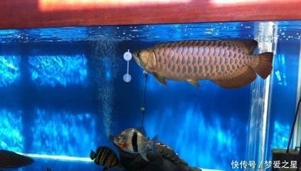 養龍魚真的可以改變風水嗎為什么不好：養龍魚對風水產生影響