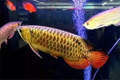 家里適合養金龍魚嗎（家中養金龍魚好不好養金龍魚飼養禁忌查查吧）