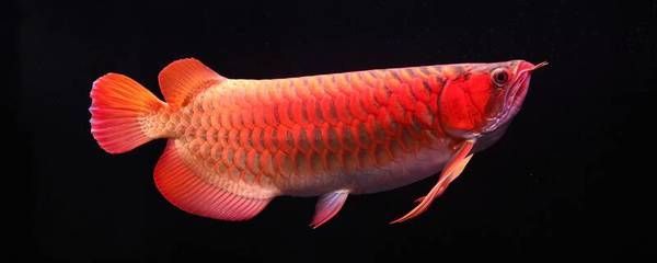 龍魚最愛吃什么東西：龍魚最愛吃的食物是什么？