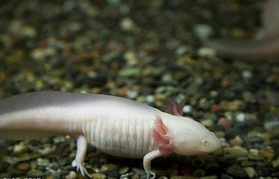 龍魚最愛吃什么東西：龍魚最愛吃的食物是什么？