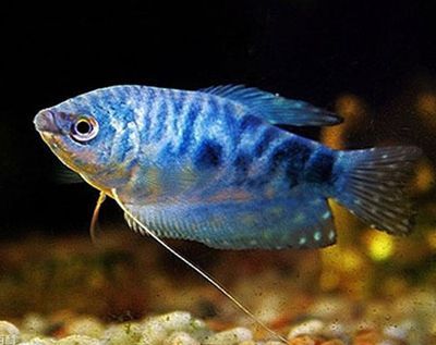 龍魚最愛吃什么東西：龍魚最愛吃的食物是什么？