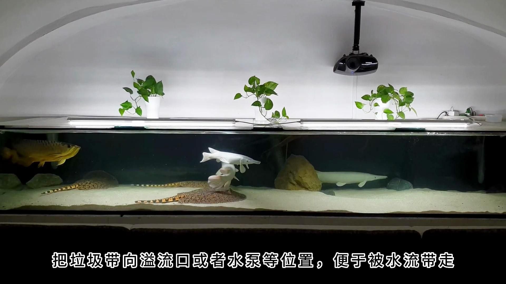 龍魚混養最佳伙伴推薦