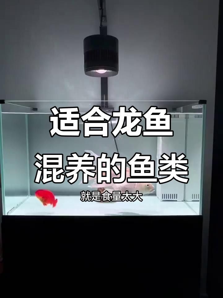 龍魚混養最佳伙伴推薦