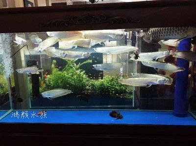 金龍魚觀賞魚在哪買的：購買金龍魚觀賞魚的途徑