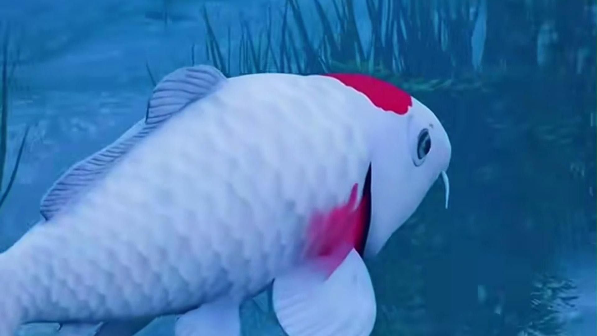 龍魚打架時如何安全抓取？