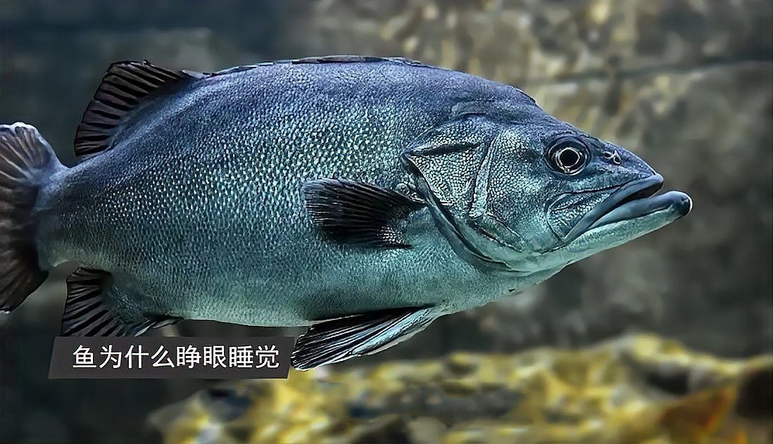 金槍魚和金龍魚
