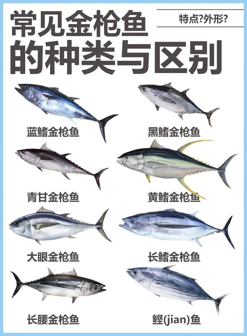 金槍魚和金龍魚