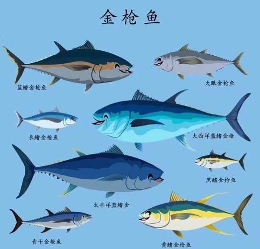 金槍魚和金龍魚