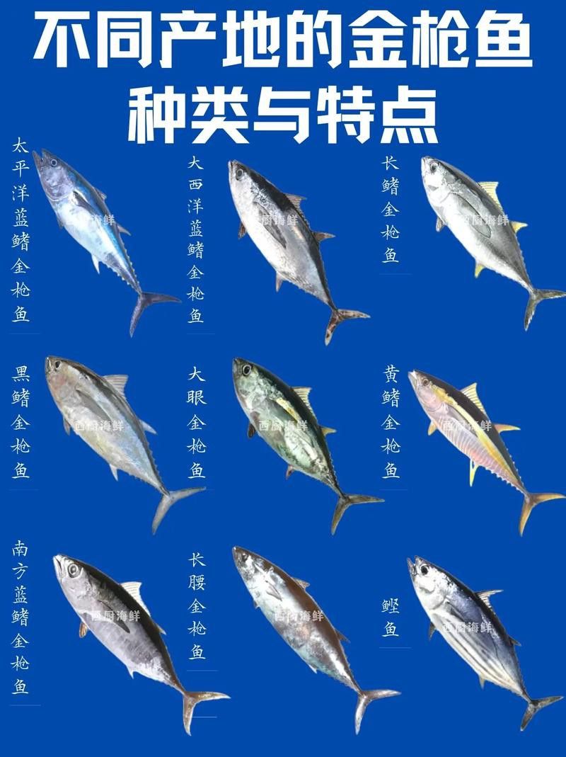 金槍魚和金龍魚
