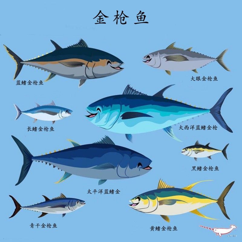 金槍魚和金龍魚